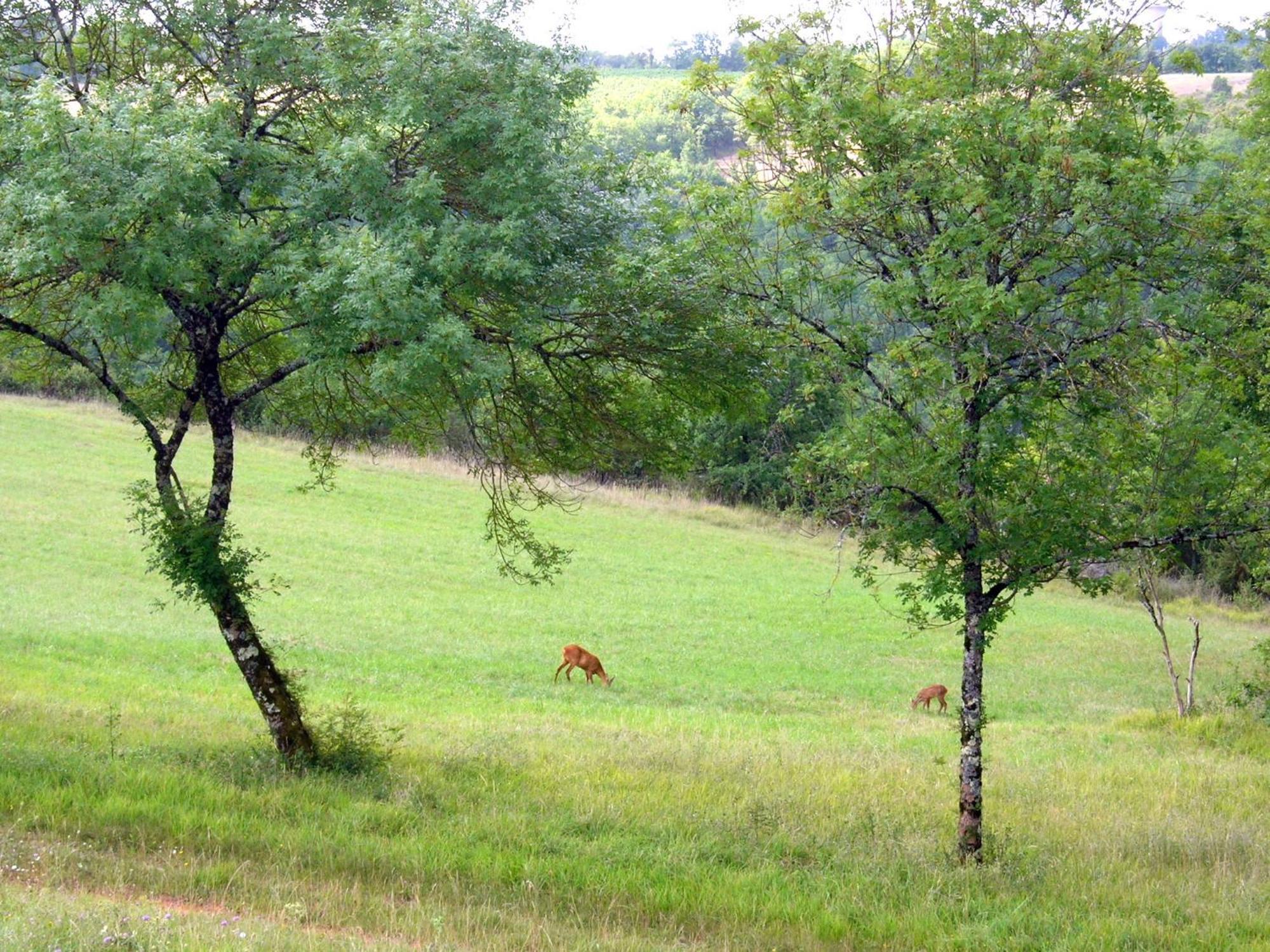 Les Hauts D'Albas Albas  Rom bilde